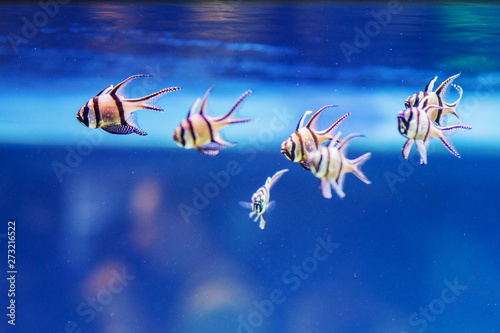 several colorful fish in an aquarium that swim in a row photo