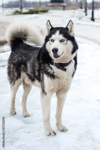 Huskies looks into the distance