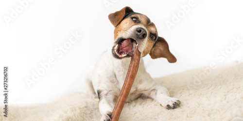 Jack Russell Terrier 10 years old - Cute little dog eats and chews with enjoyment. Doggie isolated against white background