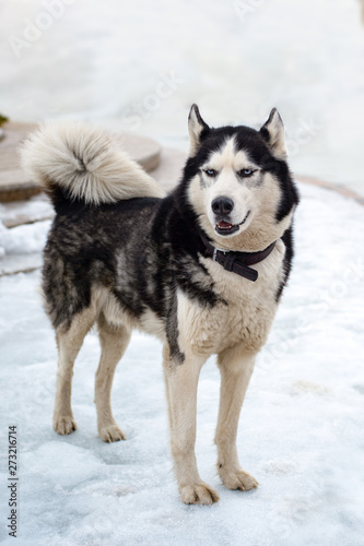 Huskies looks into the distance