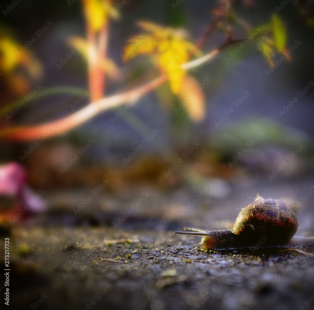 Obraz premium snail