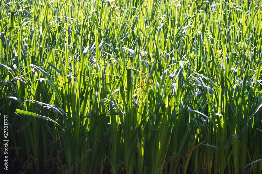 Obraz premium sunlight and shade on grass