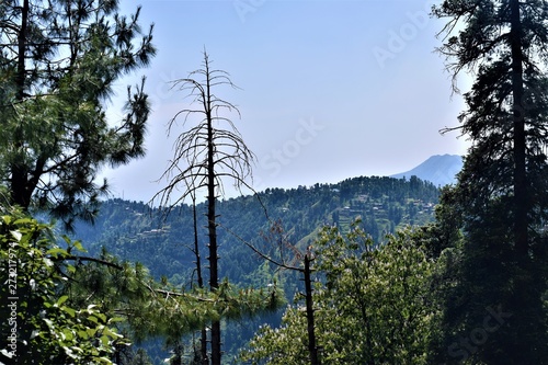 pine tree in mountains