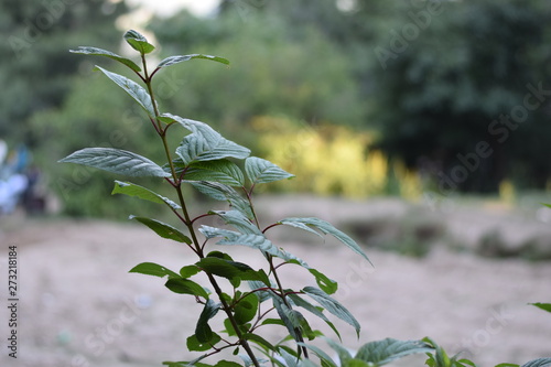 green plant in the garden
