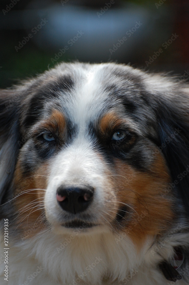 Australian Shepherd