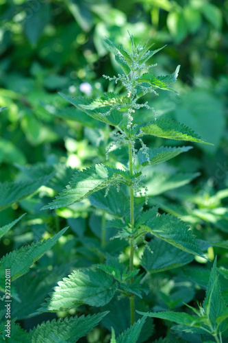 Urtica dioica, often called common nettle, or stinging nettle, or nettle leaf. Nettle flowers. Therapeutic properties of the nettle.
