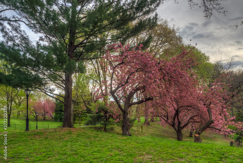 Fototapeta premium Central Park in spring