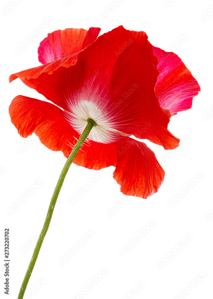 Flower of red poppy, lat. Papaver, isolated on white background Flower of red poppy, lat. Papaver, isolated on white background