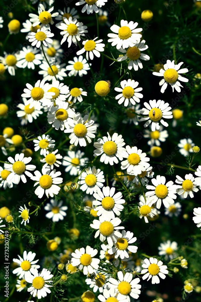 Chamomile wild field. Background. Sunny day.. Chamomile wild field. Background. Sunny day..