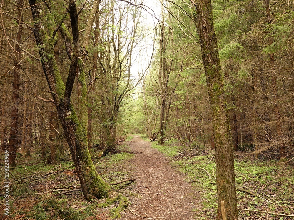 Obraz premium Waldweg