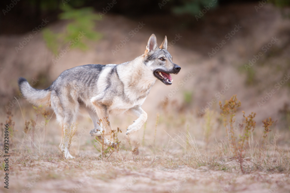 Obraz premium Tschechoslowakischer Wolfhund in der Natur