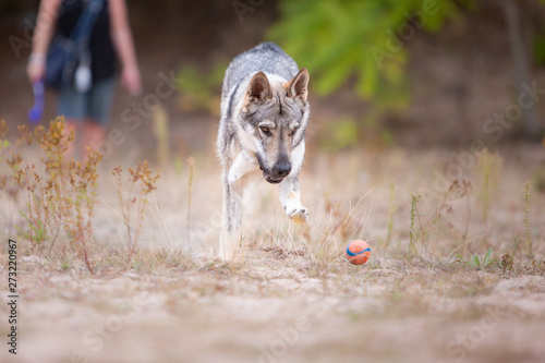 Tschechoslowakischer Wolfhund in der Natur photo