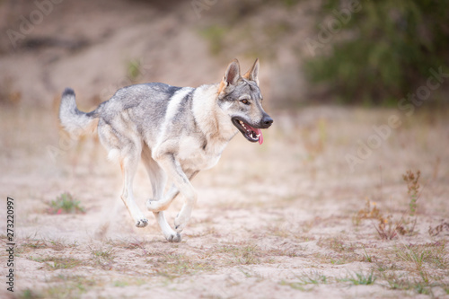 Tschechoslowakischer Wolfhund in der Natur © A Photo