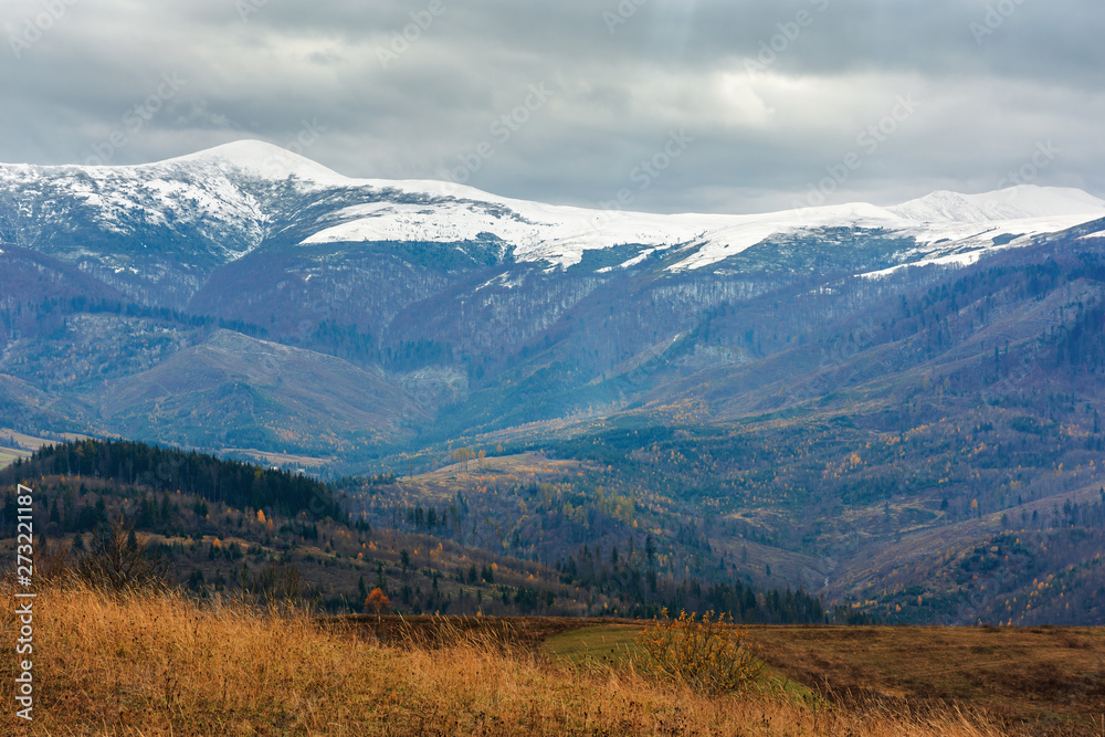 beautiful transcarpathian landscape in november. overcast sky above the meadow with weathered grass in front of a snow capped velykyy verkh mountain of carpathian borzhava ridge in the distance.
