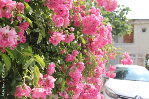 flowers in the garden