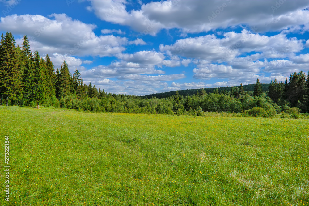 Summer meadow landscape with green grass and wild flowers on the background of a coniferous forest and blue sky. Summer meadow landscape with green grass and wild flowers on the background of a coniferous forest and blue sky.