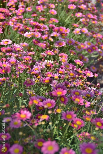 molte piante di margherita rosa fiorite © elesco16