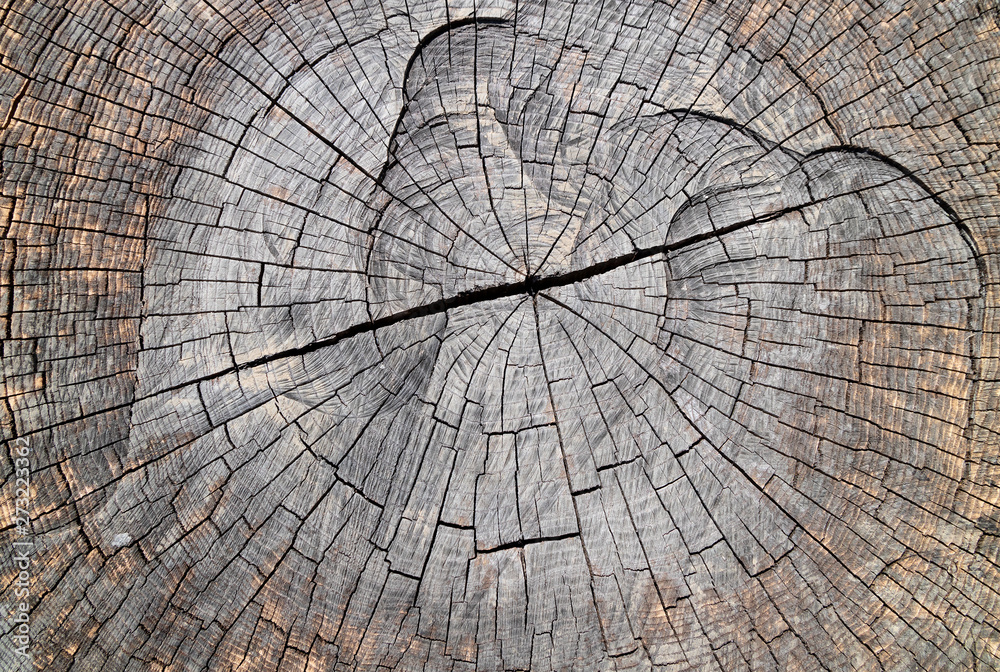 Fototapeta premium Wood Texture