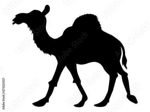 silhouette of camel