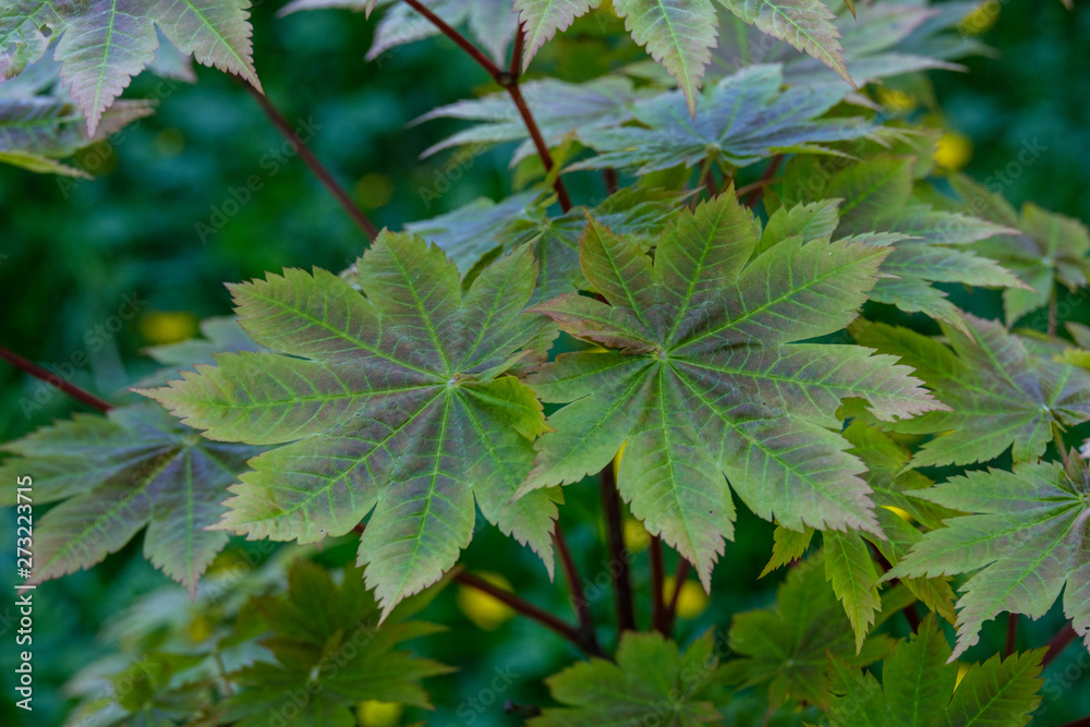 Сlose-up of two sheets of japanese maple. Acer japonicum Сlose-up of two sheets of japanese maple. Acer japonicum