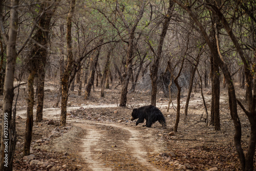 Sloth bear or Melursus ursinus walking on the road Ranthambore National Park  Rajasthan  India  Asia. Big animal in forest habitat.