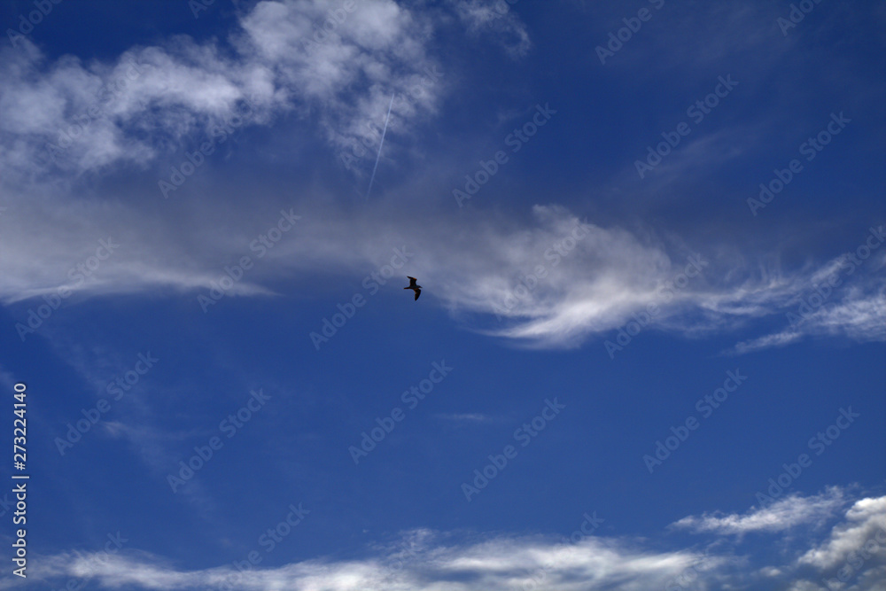 seagull in the sky, flying, blue, fly, cloud, seagull, nature, birds,animal,white, wings, plane, 