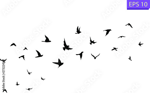 A flock of flying birds. Transparent background. 