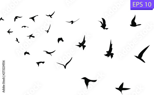 Flight of birds in the wild. Birds in sky. Silhouette. 
