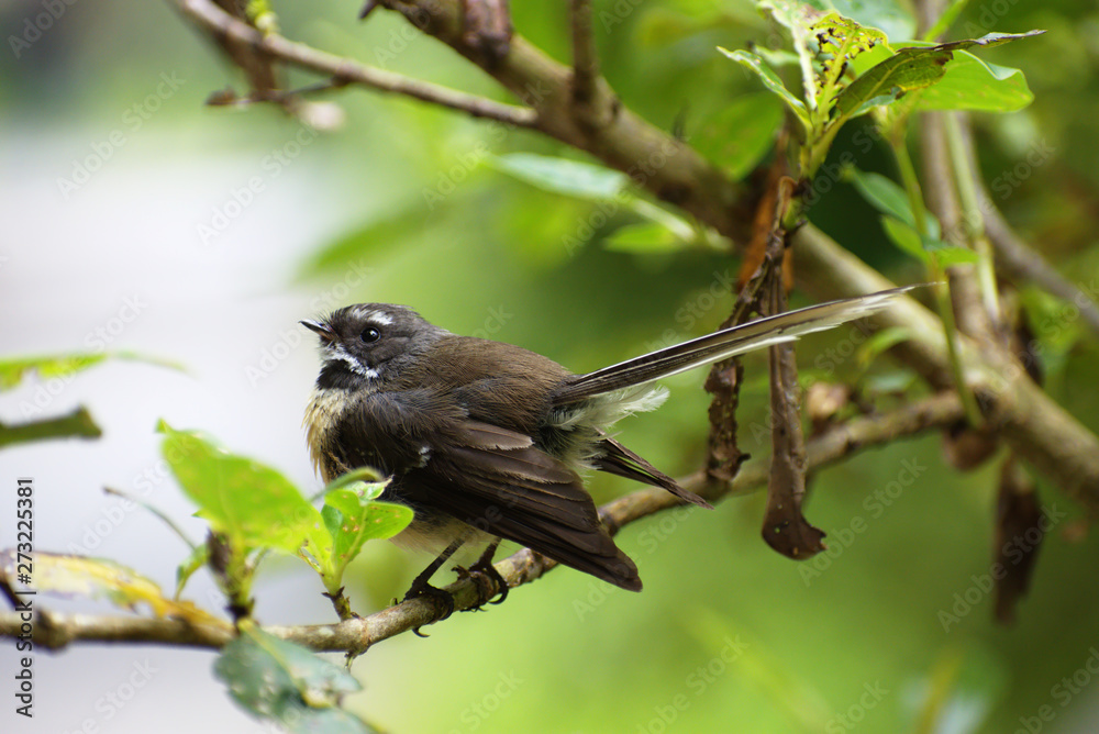 Native New Zealand pied morph adult fantail piwakawaka side portrait natural background