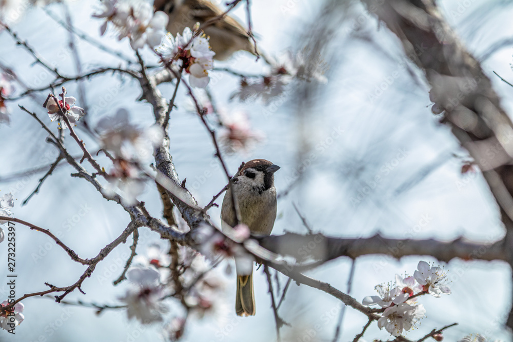 Sparrow on a white apricot tree blossom branch Sparrow on a white apricot tree blossom branch