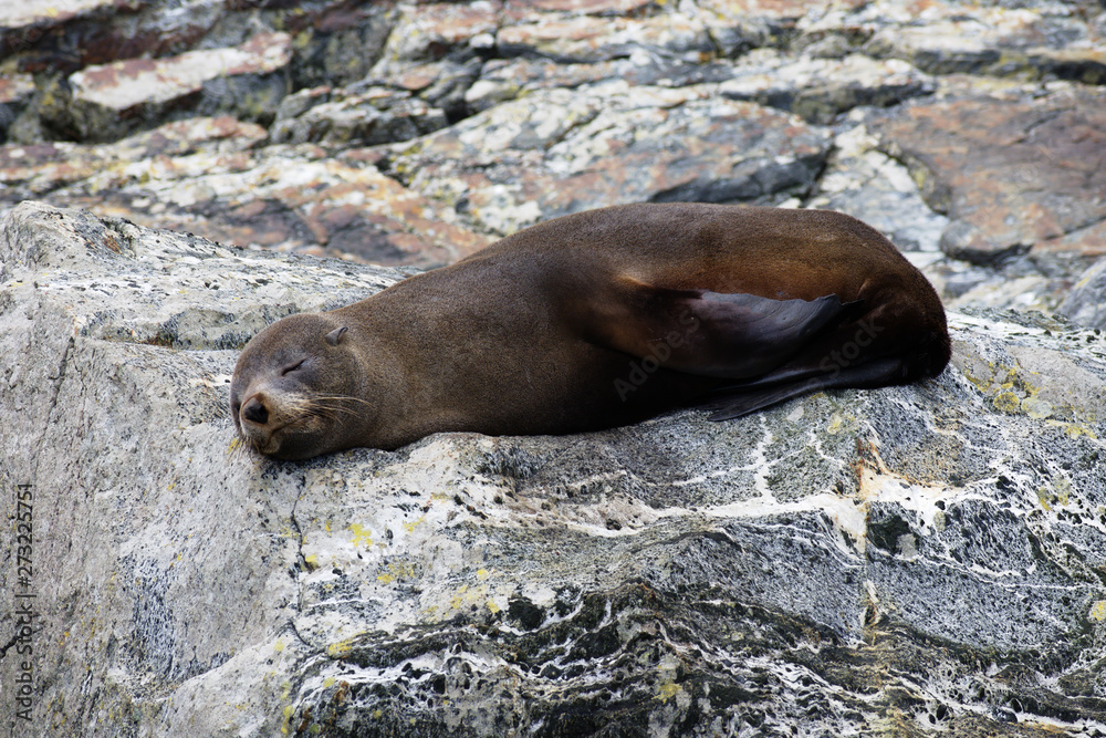 Sleeping teenage New Zealand fur seal Milford Sound Sleeping teenage New Zealand fur seal Milford Sound