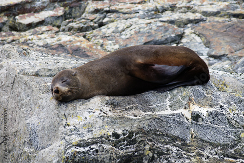 Sleeping teenage New Zealand fur seal Milford Sound