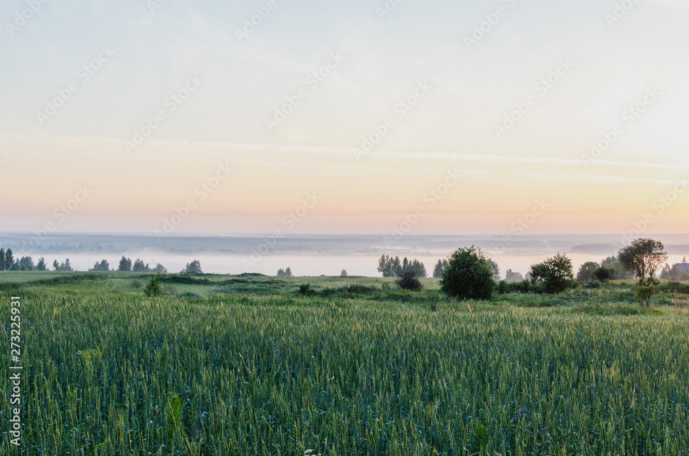 Green wheat against the background of fog in the early morning. Green wheat against the background of fog in the early morning.