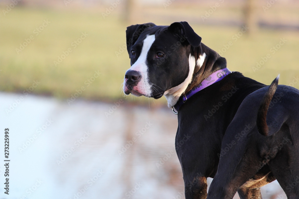 dog in park dog in park