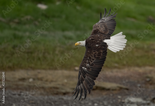 Bald Eagle 