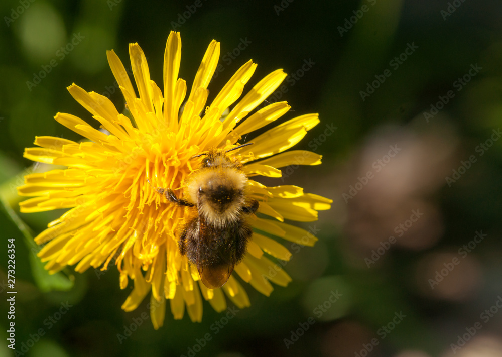 Carder Bumble Bee on Dandelion Flower Carder Bumble Bee on Dandelion Flower