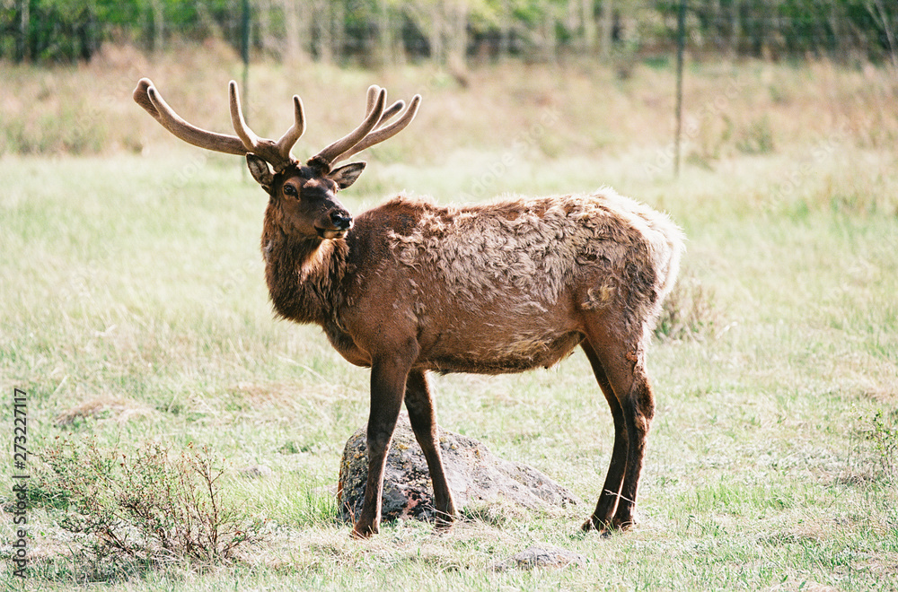 Large bull elk in a meadow
