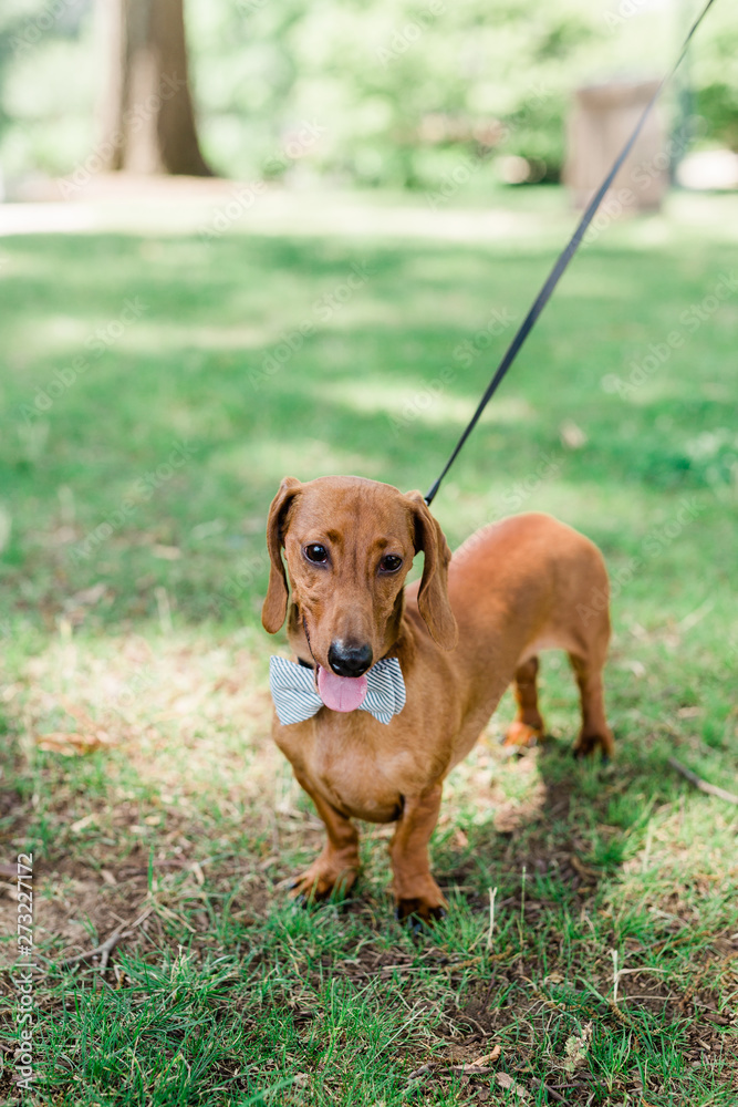 Smiling Dachshund Puppy Dog Smiling Dachshund Puppy Dog
