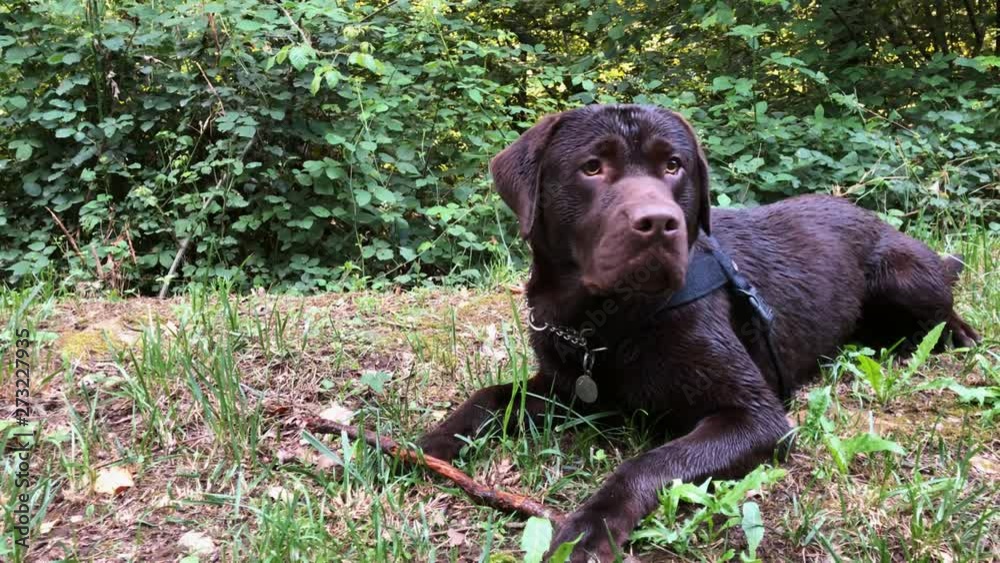 Labrador Retriever Chocolate lying on the ground on the grass. Labrador Retriever Chocolate lying on the ground on the grass.