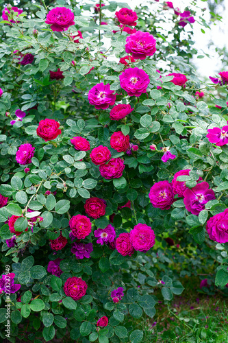 Fototapeta Naklejka Na Ścianę i Meble -  growing beautiful rose bushes in a garden