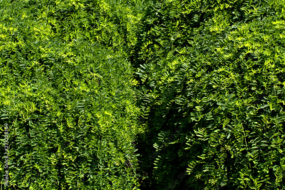 green foliage,garden,spring, leaves, plant, trees, spring, leaves, plant, trees, sunlight, branches, flora, natural, green foliage,garden,spring, leaves, plant, trees, spring, leaves, plant, trees, sunlight, branches, flora, natural,