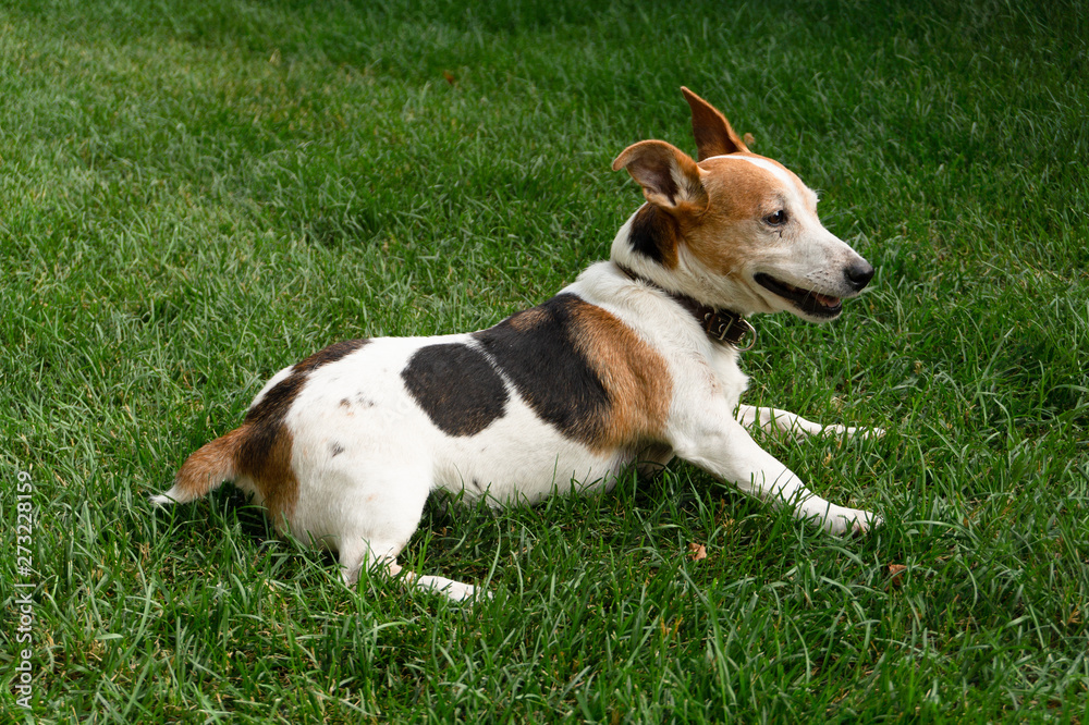 dog Jack Russell Terrier on the green lawn dog Jack Russell Terrier on the green lawn