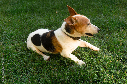 dog Jack Russell Terrier on the green lawn