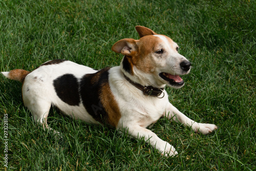 dog Jack Russell Terrier on the green lawn
