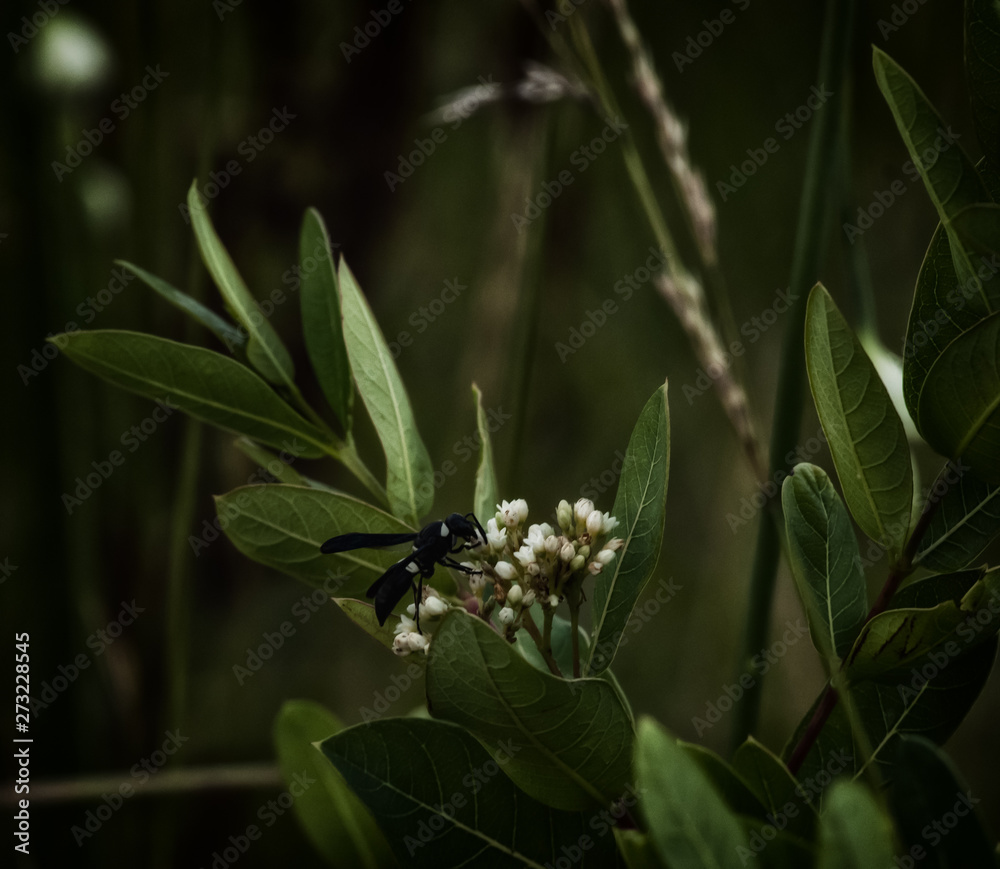 Fototapeta premium wasp