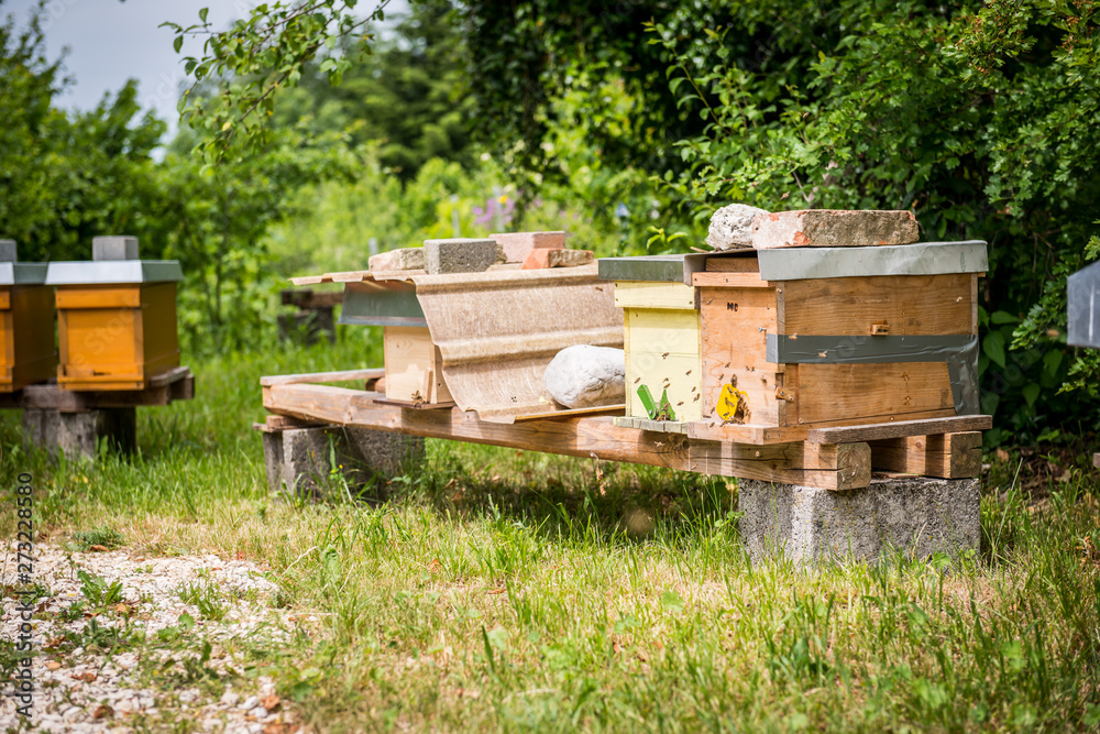 honeybee honeybee