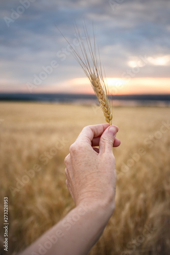 sunrise over the wheat field