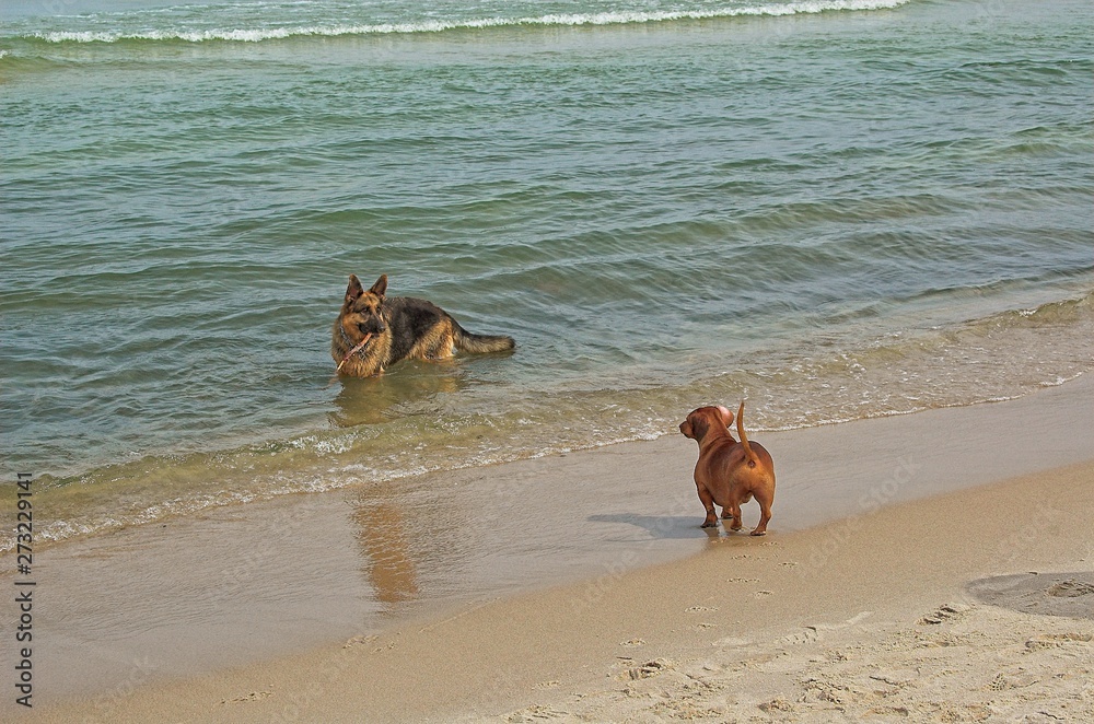 playing on the beach bar dogsgerman shepherd and a small red-haired dachshund in the warm spring sun playing on the beach bar dogsgerman shepherd and a small red-haired dachshund in the warm spring sun