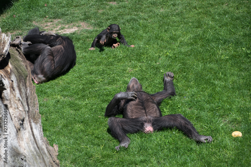 Obraz premium Adult chimpanzee lying on the grass