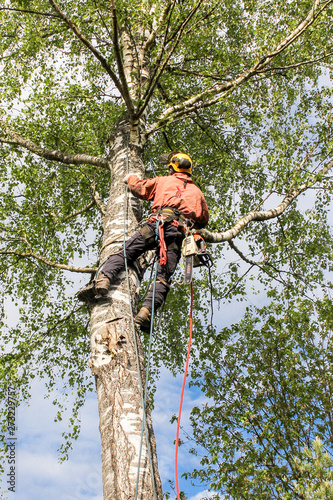Arborist throws the rope through the branch.